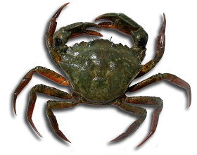 green crab id 280px