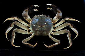 mitten crab 280 px