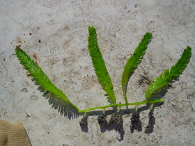 Caulerpa taxifolia Inglis 280 px